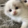 🐈‍⬛ Эмодзи «больше ྀི» для Telegram