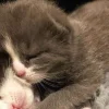 🐈‍⬛ Эмодзи «больше ྀི» для Telegram