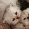 🐈‍⬛ Эмодзи «больше ྀི» для Telegram