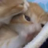 🐈‍⬛ Эмодзи «больше ྀི» для Telegram