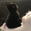 🐈‍⬛ Эмодзи «больше ྀི» для Telegram