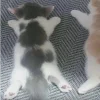 🐈‍⬛ Эмодзи «больше ྀི» для Telegram