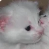 🐈‍⬛ Эмодзи «больше ྀི» для Telegram