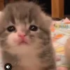 🐈‍⬛ Эмодзи «больше ྀི» для Telegram