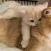 🐈‍⬛ Эмодзи «больше ྀི» для Telegram