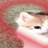 🐈‍⬛ Эмодзи «больше ྀི» для Telegram