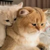 🐈‍⬛ Эмодзи «больше ྀི» для Telegram