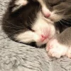 🐈‍⬛ Эмодзи «больше ྀི» для Telegram