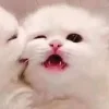 🐈‍⬛ Эмодзи «больше ྀི» для Telegram