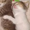 🐈‍⬛ Эмодзи «больше ྀི» для Telegram