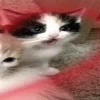 🐈‍⬛ Эмодзи «больше ྀི» для Telegram