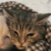 🐈‍⬛ Эмодзи «больше ྀི» для Telegram