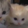 🐈‍⬛ Эмодзи «больше ྀི» для Telegram
