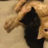 🐈‍⬛ Эмодзи «больше ྀི» для Telegram