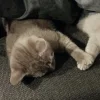 🐈‍⬛ Эмодзи «больше ྀི» для Telegram