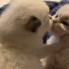 🐈‍⬛ Эмодзи «больше ྀི» для Telegram
