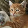 🐈‍⬛ Эмодзи «больше ྀི» для Telegram