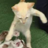 🐈‍⬛ Эмодзи «больше ྀི» для Telegram