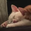 🐈‍⬛ Эмодзи «больше ྀི» для Telegram