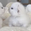 🐈‍⬛ Эмодзи «больше ྀི» для Telegram
