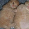 🐈‍⬛ Эмодзи «больше ྀི» для Telegram