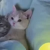 🐈‍⬛ Эмодзи «больше ྀི» для Telegram