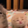 🐈‍⬛ Эмодзи «больше ྀི» для Telegram