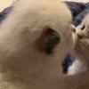 🐈‍⬛ Эмодзи «больше ྀི» для Telegram
