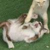 🐈‍⬛ Эмодзи «больше ྀི» для Telegram