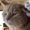 🐈‍⬛ Эмодзи «больше ྀི» для Telegram