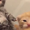🐈‍⬛ Эмодзи «больше ྀི» для Telegram