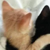 🐈‍⬛ Эмодзи «больше ྀི» для Telegram