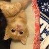 🐈‍⬛ Эмодзи «больше ྀི» для Telegram