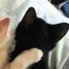 🐈‍⬛ Эмодзи «больше ྀི» для Telegram