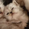 🐈‍⬛ Эмодзи «больше ྀི» для Telegram