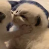 🐈‍⬛ Эмодзи «больше ྀི» для Telegram