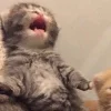 🐈‍⬛ Эмодзи «больше ྀི» для Telegram