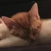 🐈‍⬛ Эмодзи «больше ྀི» для Telegram