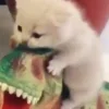 🐈‍⬛ Эмодзи «больше ྀི» для Telegram