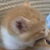 🐈‍⬛ Эмодзи «больше ྀི» для Telegram