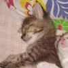 🐈‍⬛ Эмодзи «больше ྀི» для Telegram