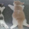 🐈‍⬛ Эмодзи «больше ྀི» для Telegram
