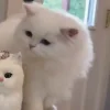 🐈‍⬛ Эмодзи «больше ྀི» для Telegram