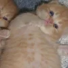 🐈‍⬛ Эмодзи «больше ྀི» для Telegram