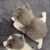 🐈‍⬛ Эмодзи «больше ྀི» для Telegram