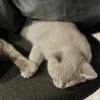 🐈‍⬛ Эмодзи «больше ྀི» для Telegram