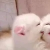 🐈‍⬛ Эмодзи «больше ྀི» для Telegram