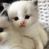 🐈‍⬛ Эмодзи «больше ྀི» для Telegram