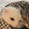 🐈‍⬛ Эмодзи «больше ྀི» для Telegram