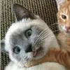 🐈‍⬛ Эмодзи «больше ྀི» для Telegram